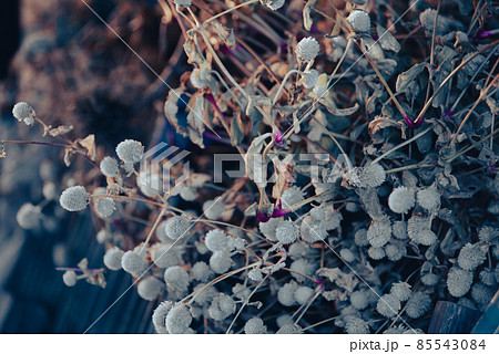 白い千日紅のドライフラワー センニチコウ 白い千日紅のドライフラワー センニチコウ 85543084