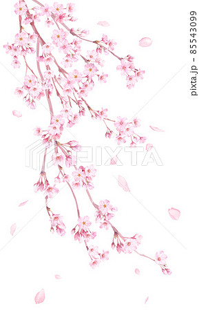 春の花：枝垂れ桜の花と散る花びらの水彩イラスト。 85543099
