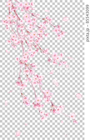 春の花：枝垂れ桜の花と散る花びらの水彩イラスト。 85543099