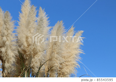 青い空とパンパスグラス 85543595