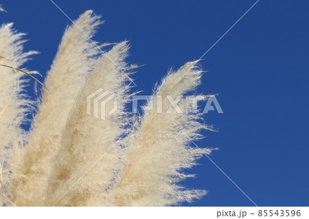 青い空とパンパスグラス 85543596