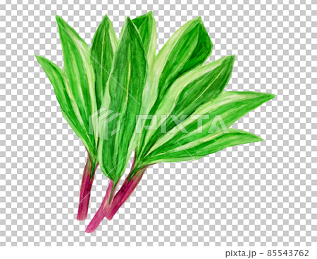 Hand-painted watercolor allium ochotense bunch Hand-painted watercolor allium ochotense bunch 85543762