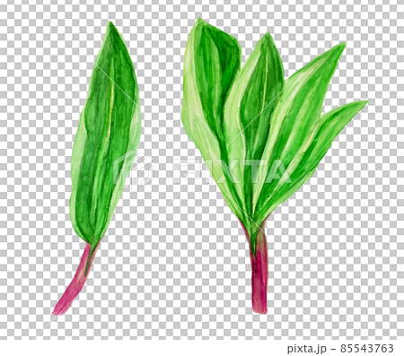 Hand-painted watercolor allium ochotense Hand-painted watercolor allium ochotense 85543763