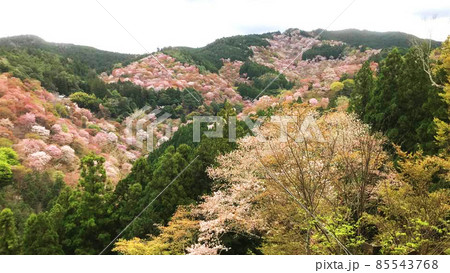 吉野山の桜景色 吉野山の桜景色 85543768