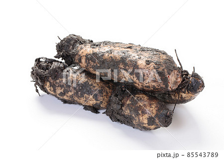 泥付きレンコン 85543789