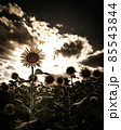 向日葵畑 85543844