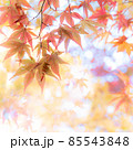 キラキラ紅葉 85543848
