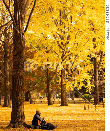 イチョウの絨毯の写真素材 [85543850] - PIXTA