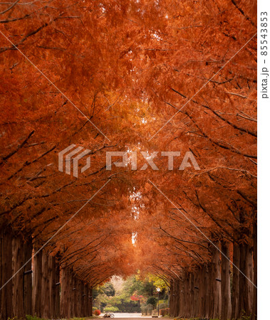 メタセコイア街道 85543853