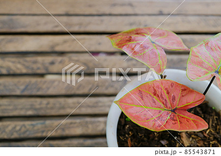 Caladium is Queen of foliage plant in Thailand with copy space Caladium is Queen of foliage plant in Thailand with copy space 85543871