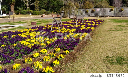 可愛い赤色と黄色と紫色の花はビオラの花 可愛い赤色と黄色と紫色の花はビオラの花 85543972
