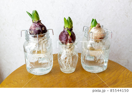 ヒヤシンス　球根　瓶 85544150