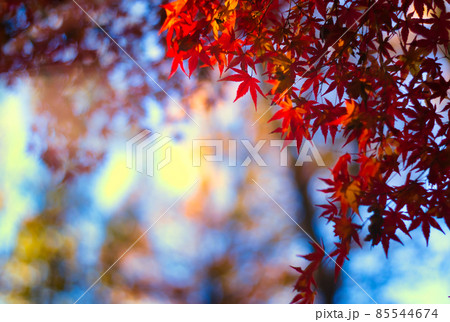 紅葉 85544674