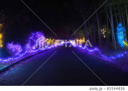 ぐんまフラワーパーク　イルミネーション 85544836