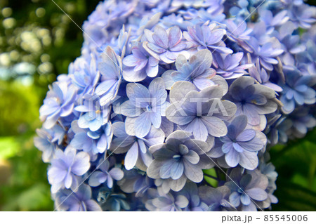 うす紫色の花びらの多いアジサイのクローズアップ画像 85545006