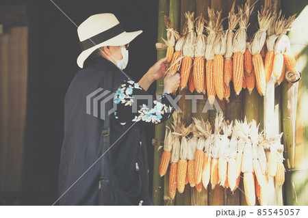 old woman checking corn harvest from farm 85545057