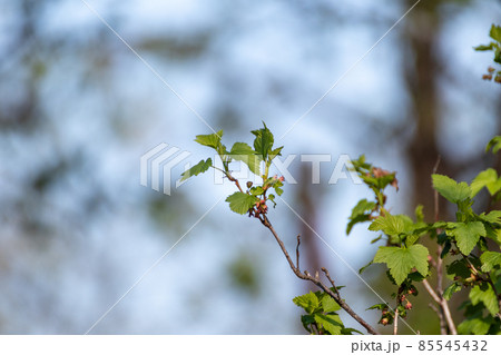 Blackcurrant berries spring green bush branch 85545432