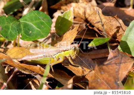 枯れ葉に身を隠す秋のコバネイナゴ 枯れ葉に身を隠す秋のコバネイナゴ 85545810