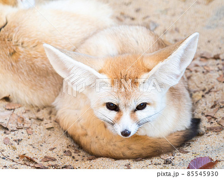 かわいいフェネック 寒い日のしぐさの写真素材