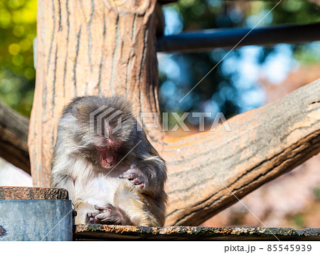 日向ぼっこする冬の日のニホンザル 85545939