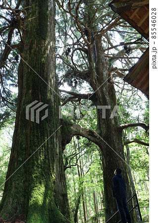 桑の川の鳥居杉　日本一の鳥居杉（高知県南国市桑ノ川 地主神社） 85546028