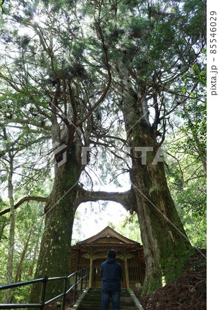 桑の川の鳥居杉　日本一の鳥居杉（高知県南国市桑ノ川 地主神社） 85546029