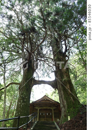 桑の川の鳥居杉　日本一の鳥居杉（高知県南国市桑ノ川 地主神社） 85546030