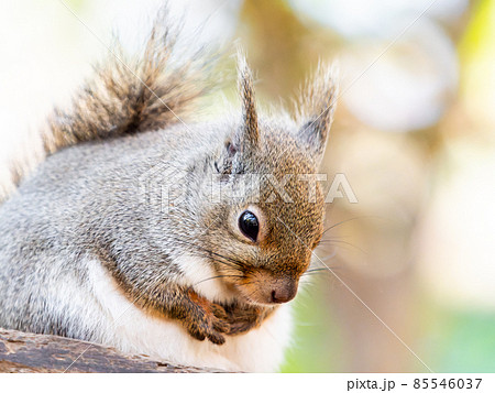 冬のかわいいリスの楽しい姿 巣の上 冬のかわいいリスの楽しい姿 巣の上 85546037