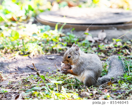 冬のかわいいリスの楽しい姿 食べるの写真素材