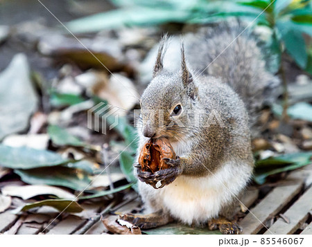 冬のかわいいリスの楽しい姿 食べる 冬のかわいいリスの楽しい姿 食べる 85546067