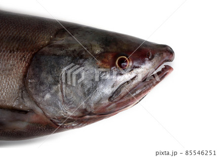 Chum salmon Chum salmon 85546251