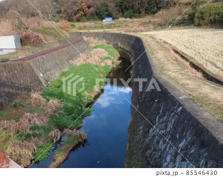 カワセミが行き来する静かな小川 85546430