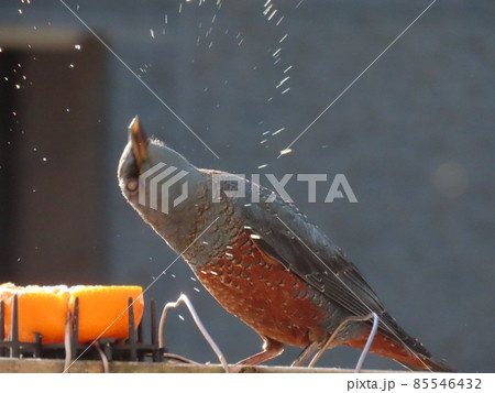 みかんの滴で花火を打ち上げるイソヒヨドリ 85546432