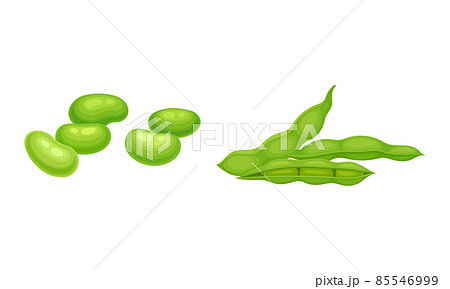 Soy Grain Legume or Pulse Crop with Green Pod and Beans Vector Set Soy Grain Legume or Pulse Crop with Green Pod and Beans Vector Set 85546999
