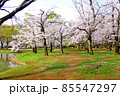 【東京】春の渋谷　代々木公園の満開の桜（コロナ禍） 85547297