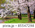 【東京】春の渋谷　代々木公園の満開の桜（コロナ禍） 85547298
