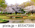 【東京】春の渋谷　代々木公園の満開の桜（コロナ禍） 85547300