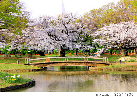 【東京】春の渋谷　代々木公園の満開の桜（コロナ禍） 85547300