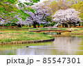 【東京】春の渋谷　代々木公園の満開の桜（コロナ禍） 85547301