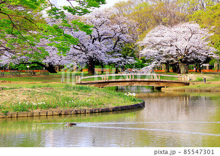 【東京】春の渋谷 代々木公園の満開の桜(コロナ禍) 【東京】春の渋谷 代々木公園の満開の桜(コロナ禍) 85547301