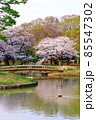 【東京】春の渋谷　代々木公園の満開の桜（コロナ禍） 85547302