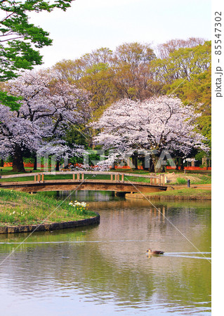 【東京】春の渋谷　代々木公園の満開の桜（コロナ禍） 85547302