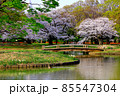 【東京】春の渋谷　代々木公園の満開の桜（コロナ禍） 85547304