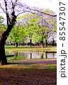 【東京】春の渋谷　代々木公園の満開の桜（コロナ禍） 85547307