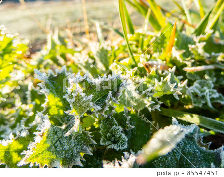 冬のバイクツーリングの景色　道端の霜が付いた美しい葉 85547451