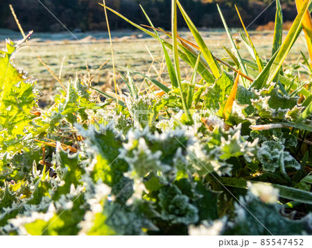 冬のバイクツーリングの景色 道端の霜が付いた美しい葉 冬のバイクツーリングの景色 道端の霜が付いた美しい葉 85547452