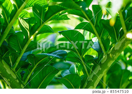Green leaves of amorphophallus konjac. Green leaves of amorphophallus konjac. 85547510