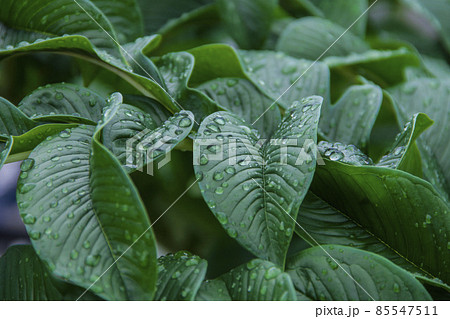 Nature green Konjac leaves with raindrop background. Nature green Konjac leaves with raindrop background. 85547511