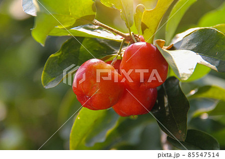 Fresh organic Acerola cherry on the tree, High vitamin C and antioxidant fruits. 85547514