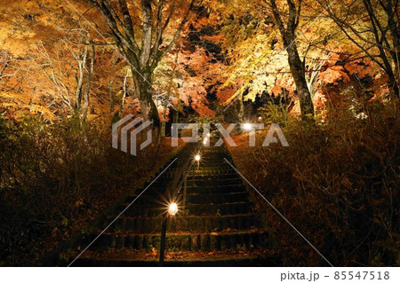 山中湖の紅葉 山中湖の紅葉 85547518